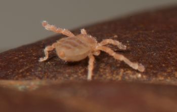 Media type: image;   Invertebrate Zoology 136532
